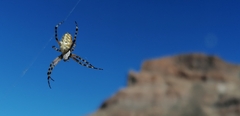 Araneus annulipes