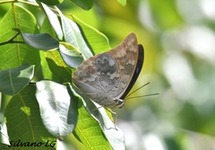 Archaeoprepona demophon centralis