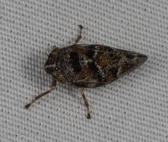 Aphrophora fulva