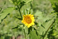 Bidens amplissima