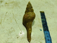 Turridae