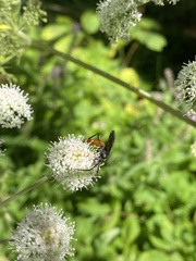 Protichneumon grandis