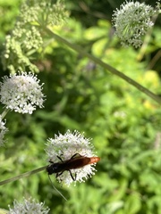 Protichneumon grandis