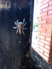 Megafreya sutrix