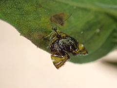 Prochoreutis inflatella