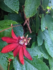 Coccinea