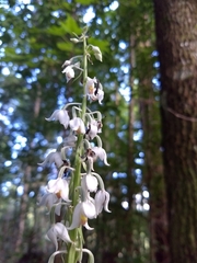 Calanthe calanthoides