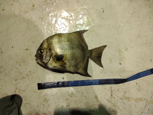 Pacific spadefish (Chaetodipterus zonatus) — Ephippidae — 3
