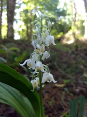 Calanthe calanthoides