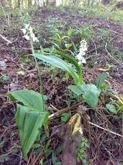 Calanthe calanthoides