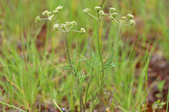 Ligusticum tenuifolium