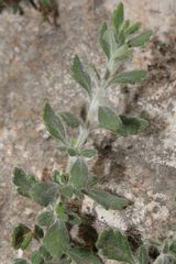 Teucrium divaricatum