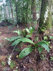 Calanthe calanthoides