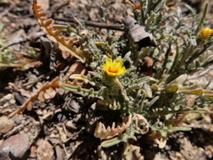 Mentzelia montana