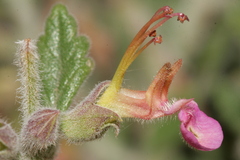 Teucrium divaricatum