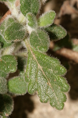 Teucrium divaricatum