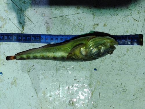 Darkedge midshipman (Porichthys analis) — Batrachoididae — 2