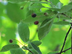Amelanchier laevis
