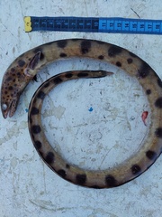 Ophichthus triserialis