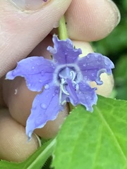 Campanulastrum americanum