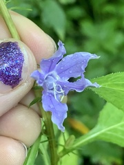 Campanulastrum americanum