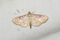 Herpetogramma thestealis