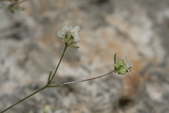 Galium cassium