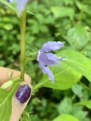 Campanulastrum americanum