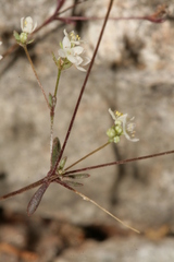 Galium cassium