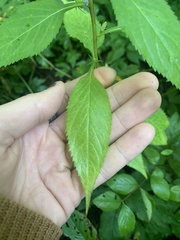 Campanulastrum americanum