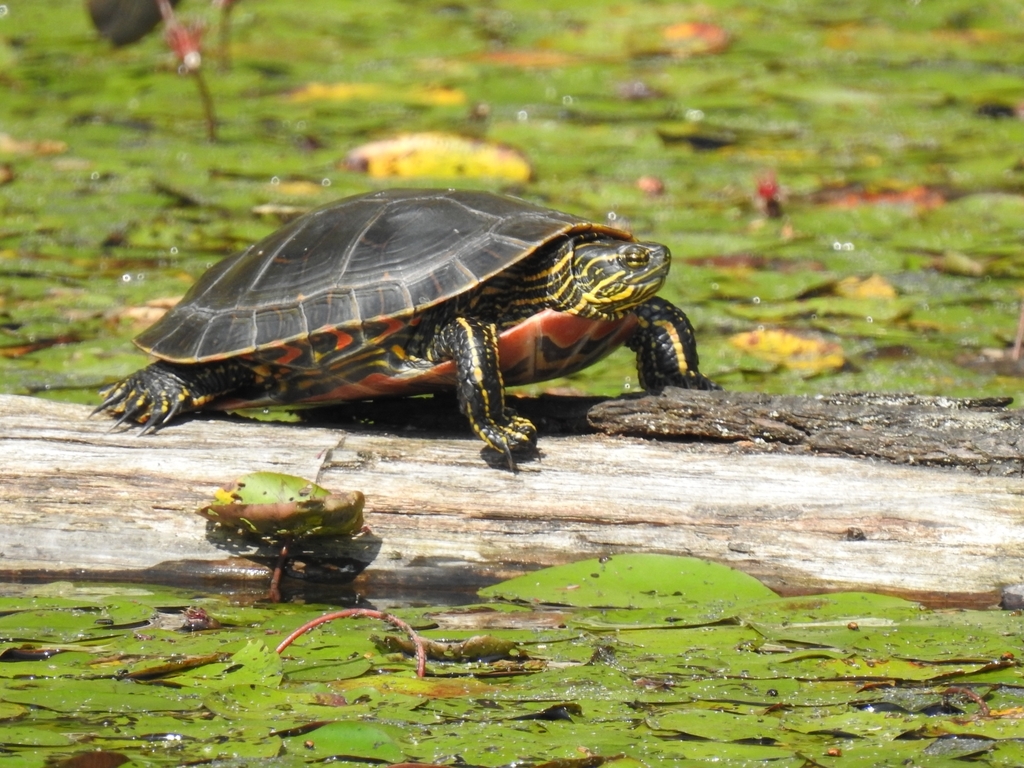 Painted Turtle From Coquitlam BC V3E 3H6 Canada On August 20 2022 At   Large 