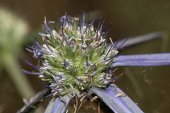 Eryngium creticum