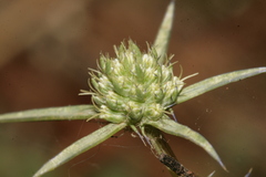 Eryngium creticum