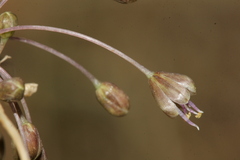 Allium albotunicatum