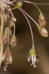 Allium albotunicatum