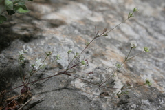 Galium cassium