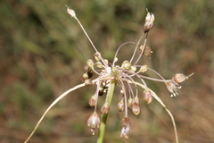 Allium albotunicatum