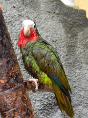 Amazona leucocephala