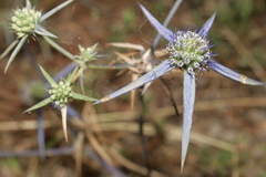 Eryngium creticum