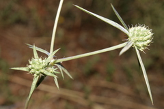 Eryngium creticum