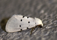 Grotella septempunctata