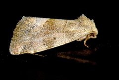 Plagiomimicus expallidus