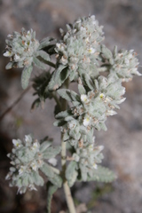 Teucrium capitatum