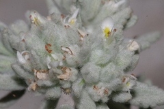 Teucrium capitatum