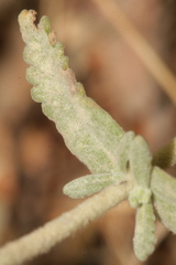 Teucrium capitatum