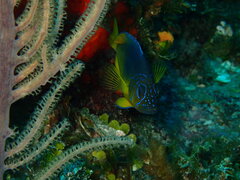 Hypoplectrus aberrans