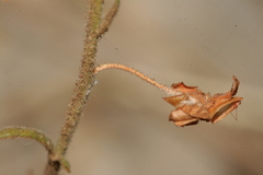 Fumana thymifolia