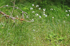 Lithophragma parviflorum parviflorum