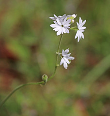 Lithophragma parviflorum parviflorum
