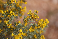 Senna artemisioides alicia